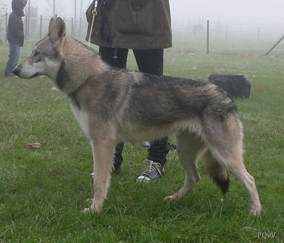  Gimini-Criquette d’Angeli Fee